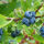 Vaccinium corymbosum Bluejay