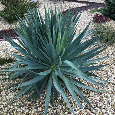 Yucca filamentosa