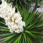 Adams needle, palm lily, common yucca