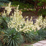 Adams needle, palm lily, common yucca