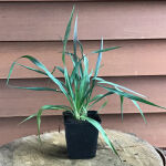 Yucca filamentosa