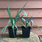 Adams needle, palm lily, common yucca