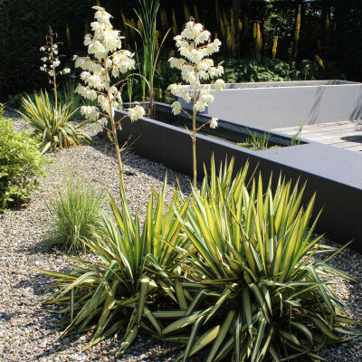 Adams needle, palm lily, common yucca