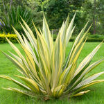 Garten-Yucca Gold Heart