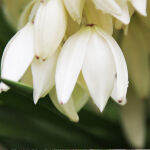 Yucca filamentosa Gold Heart