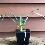 Yucca filamentosa Gold Heart