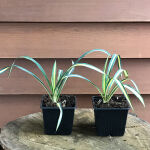 Adams needle, palm lily, common yucca