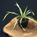 Yucca filamentosa Gold Heart