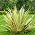 Adams needle, palm lily, common yucca