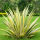 Yucca filamentosa Gold Heart