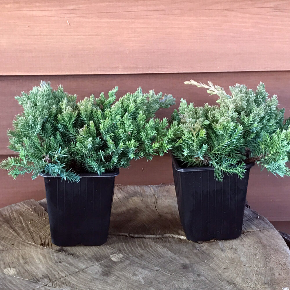 Japanese Garden Juniper 3 00