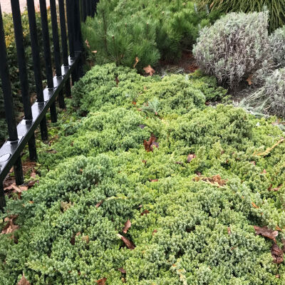 Japanese garden juniper