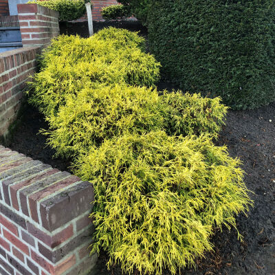 threadleaf false cypress, sawara cypress