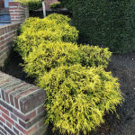 Chamaecyparis pisifera Sungold