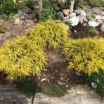 threadleaf false cypress, sawara cypress