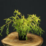 threadleaf false cypress, sawara cypress