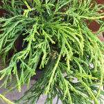 Chamaecyparis pisifera Sungold