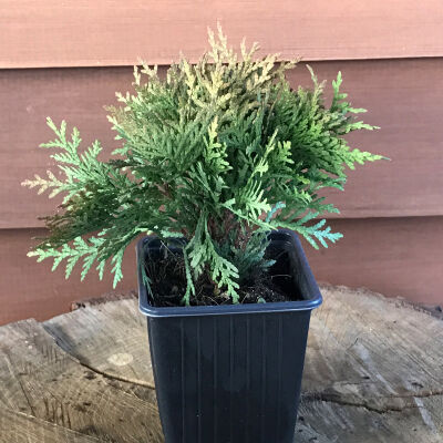 White Cedar Danica