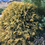 Thuja occidentalis Danica