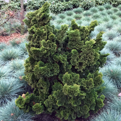 Hinoki cypress Nana Gracilis