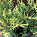 Juniperus media Old Gold