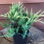 Juniperus media Old Gold