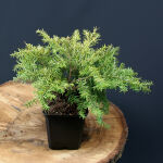 eastern hemlock