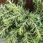 eastern hemlock