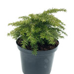 eastern hemlock