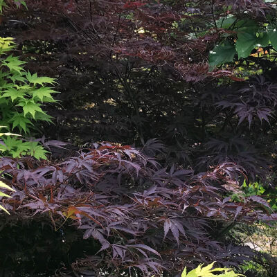 Acer palmatum Atropurpureum