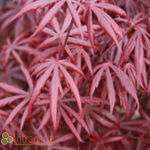 Acer palmatum Atropurpureum