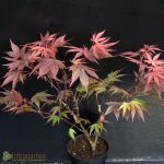 palmate maple, Japanese maple