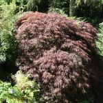 Acer palmatum Atropurpureum