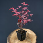 palmate maple, Japanese maple