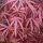 Acer palmatum Atropurpureum