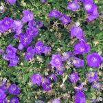 Campanula carpatica Blaue Clips