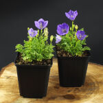 Campanula carpatica Blaue Clips