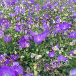 Campanula carpatica Blaue Clips