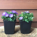 Campanula carpatica Blaue Clips