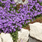 Campanula carpatica Blaue Clips