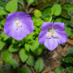 Campanula carpatica Blaue Clips