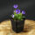 Campanula carpatica Blaue Clips