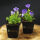 Campanula carpatica Blaue Clips