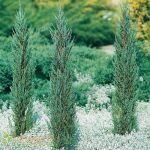 Blue arrow juniper tree or blue rocky mountain juniper tree