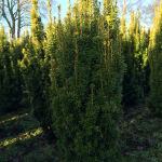 Taxus baccata Fastigiata Aurea