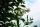 Heckenelement Liguster 200 x 100 cm - Ligustrum