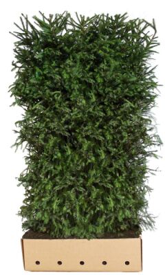 Heckenelement Fichte 200 x 100 cm - Picea Abies