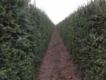 Heckenelement Fichte 200 x 100 cm - Picea Abies