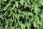 spruce or  Norway spruce
