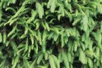 Picea abies